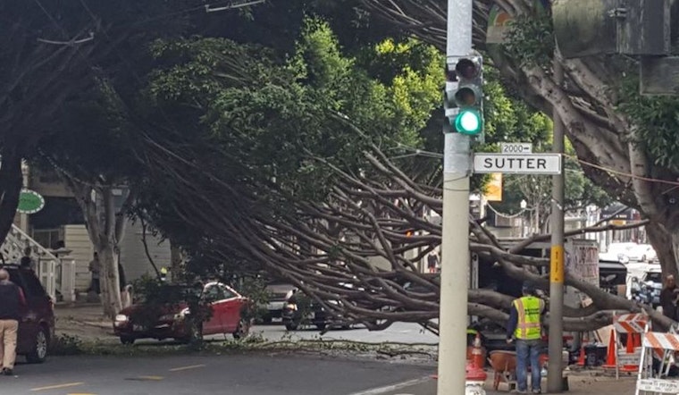 Fallen Tree Shuts Down Fillmore Street