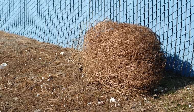 Top Riverside news: UC studies 'Monster tumbleweed’; killer of CHP officer fired at least 100 times