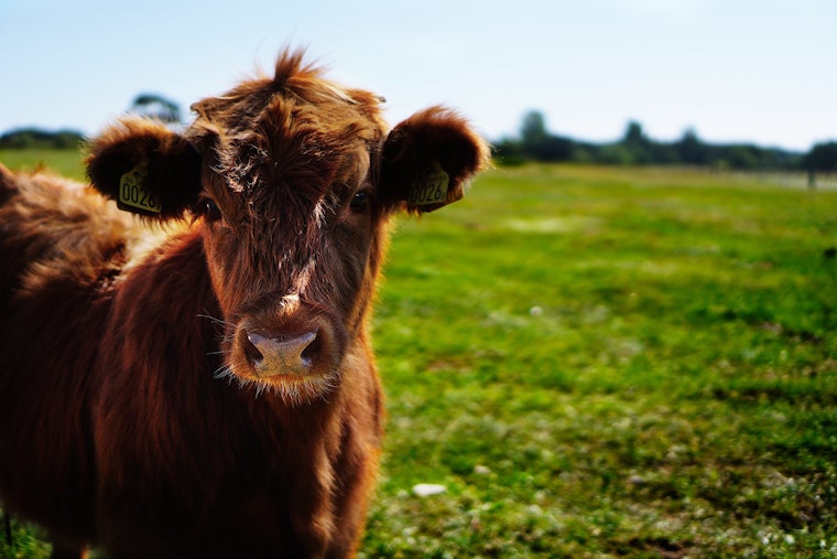Top San Jose news: Cows, bulls wreak havoc; Google grants $50 million to Salvation Army; more
