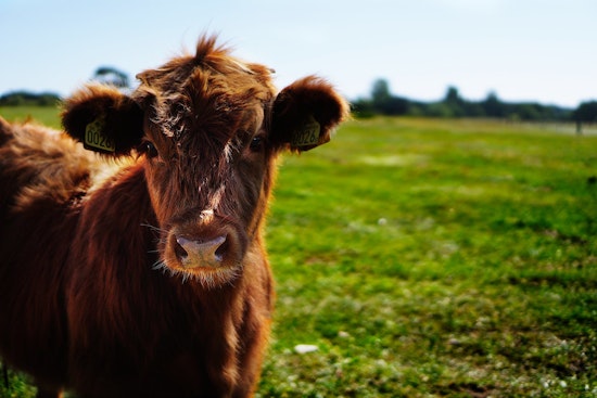 Top San Jose news: Cows, bulls wreak havoc; Google grants $50 million to Salvation Army; more