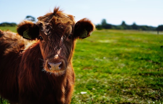 Top San Jose news: Cows, bulls wreak havoc; Google grants $50 million to Salvation Army; more
