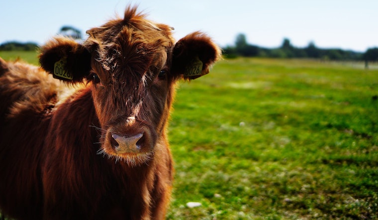 Top San Jose news: Cows, bulls wreak havoc; Google grants $50 million to Salvation Army; more