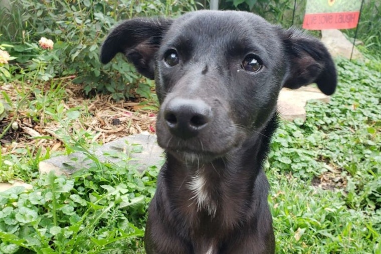 These Minneapolis-based puppies are up for adoption and in need of a good home