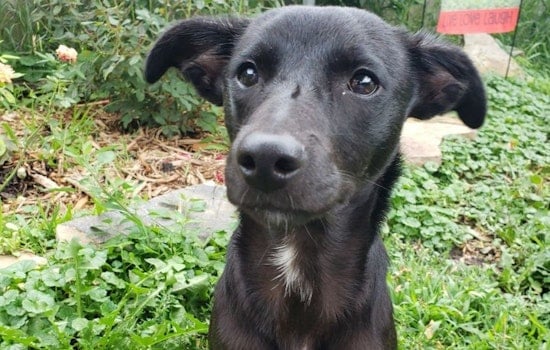These Minneapolis-based puppies are up for adoption and in need of a good home