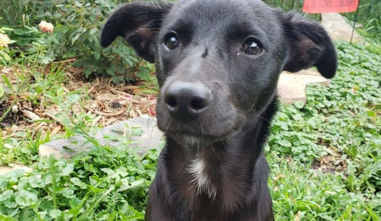 These Minneapolis-based puppies are up for adoption and in need of a good home