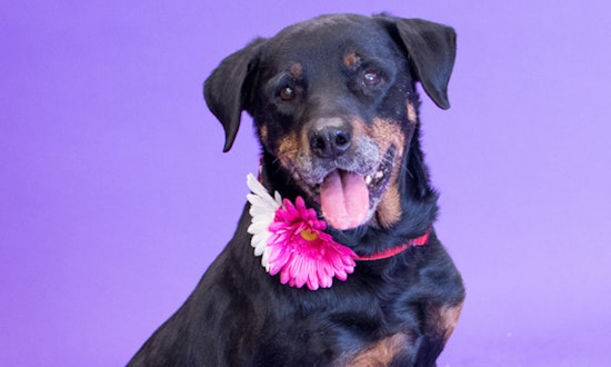 Always wanted a pet? Here are 3 cheeky canines to adopt now in Denver
