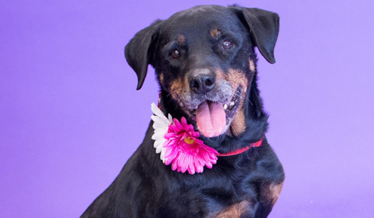Always wanted a pet? Here are 3 cheeky canines to adopt now in Denver