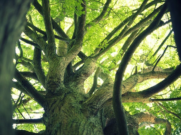Changes in Store for the Botanical Garden