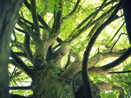 Changes in Store for the Botanical Garden