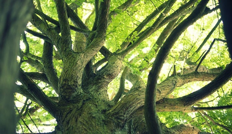 Changes in Store for the Botanical Garden