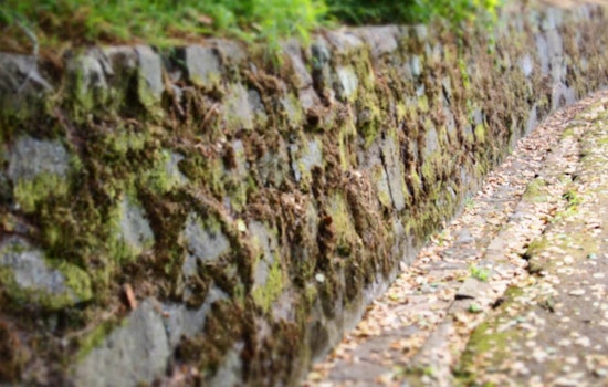 Buena Vista Park Area Residents Lay Groundwork For Green Benefit District
