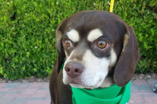 7 delightful doggies to adopt now in Las Vegas