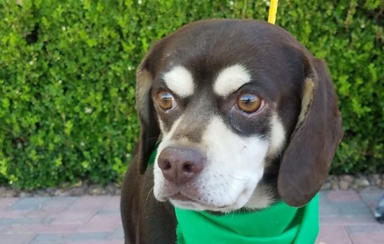 7 delightful doggies to adopt now in Las Vegas