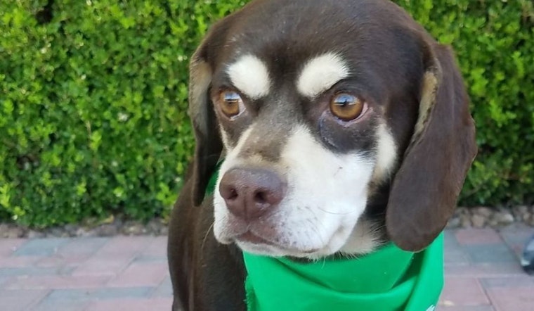 7 delightful doggies to adopt now in Las Vegas