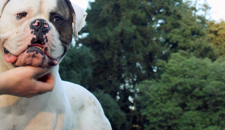 Dogs of the Upper Haight: Part 4 in a Series