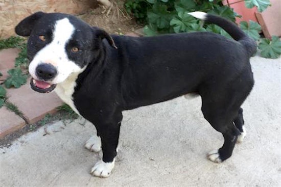 Here are 6 cuddly canines to adopt in San Diego