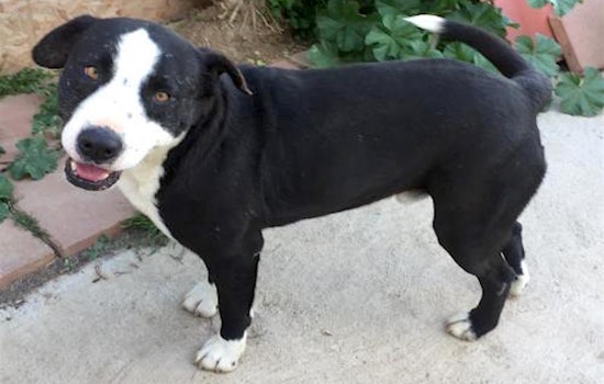 Here are 6 cuddly canines to adopt in San Diego