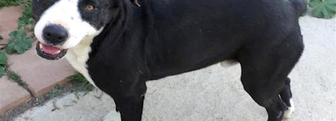 Here are 6 cuddly canines to adopt in San Diego