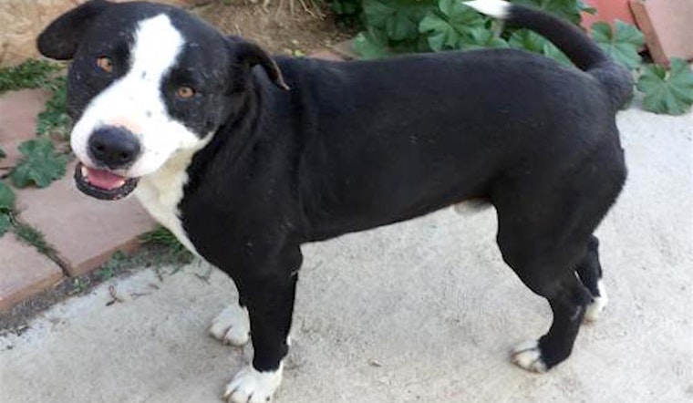 Here are 6 cuddly canines to adopt in San Diego