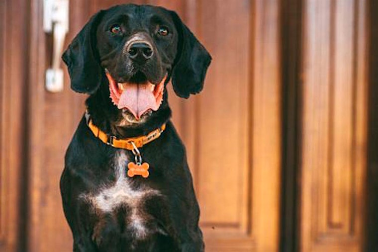 7 lovable pups to adopt now in San Jose