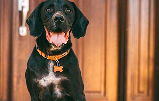7 lovable pups to adopt now in San Jose