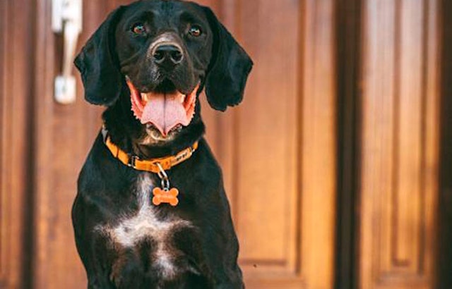 7 lovable pups to adopt now in San Jose