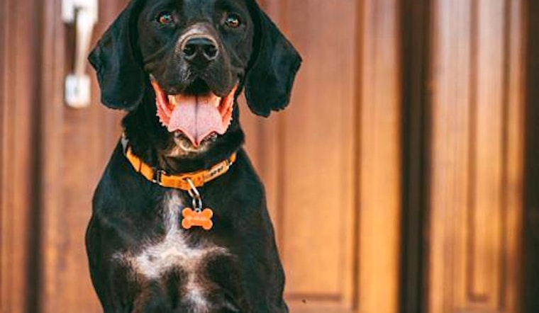 7 lovable pups to adopt now in San Jose