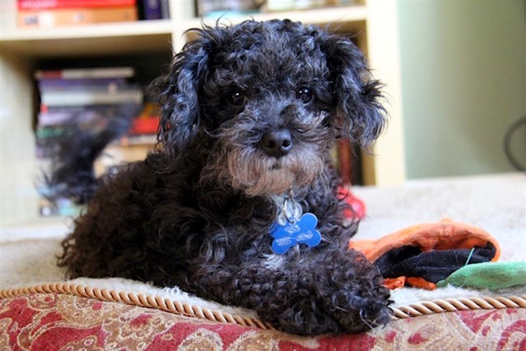 7 lovable pups to adopt now in Portland