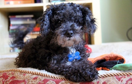 7 lovable pups to adopt now in Portland