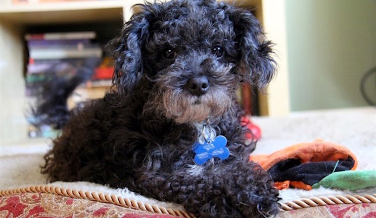 7 lovable pups to adopt now in Portland