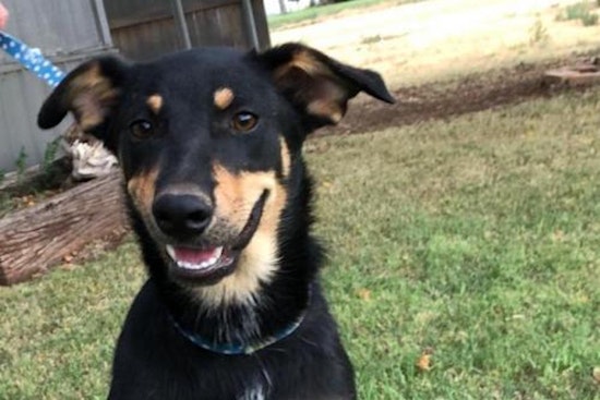 Want to adopt a pet? Here are 7 perfect pups to adopt now in Seattle