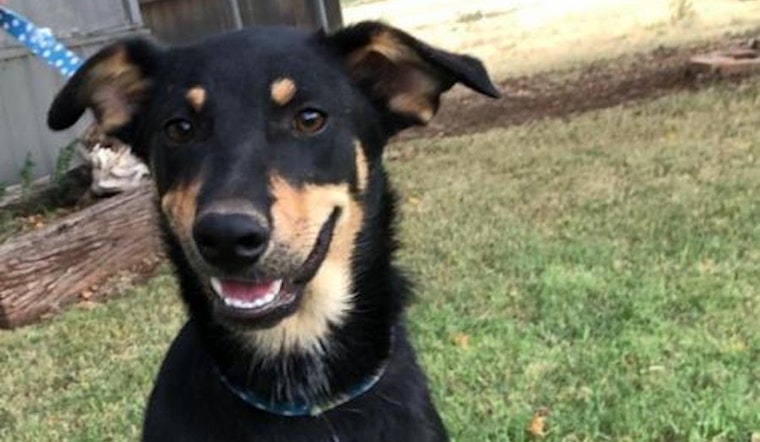 Want to adopt a pet? Here are 7 perfect pups to adopt now in Seattle