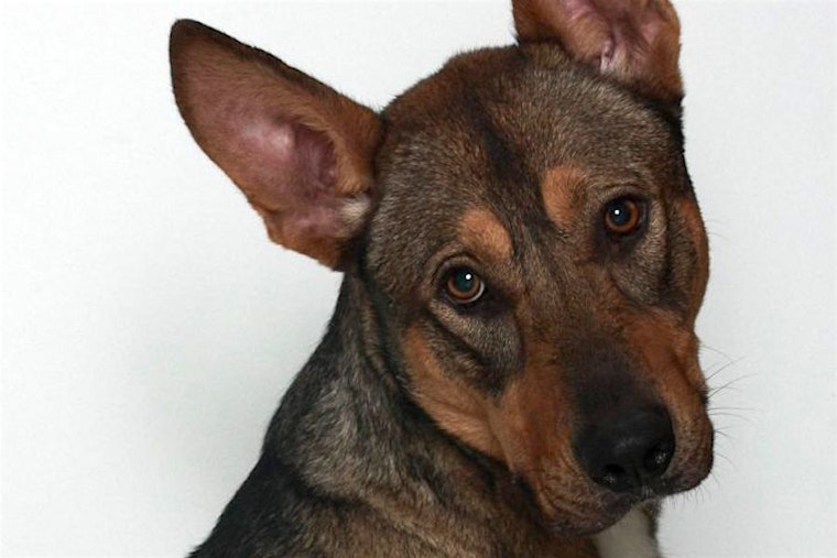 Want to adopt a pet? Here are 7 lovable pups to adopt now in Stockton