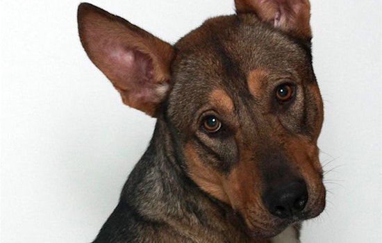 Want to adopt a pet? Here are 7 lovable pups to adopt now in Stockton