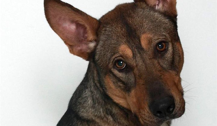 Want to adopt a pet? Here are 7 lovable pups to adopt now in Stockton