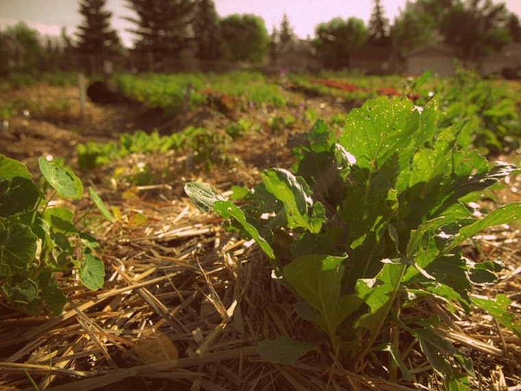 Community Garden in the Works