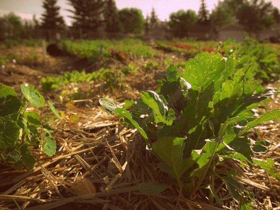 Community Garden in the Works
