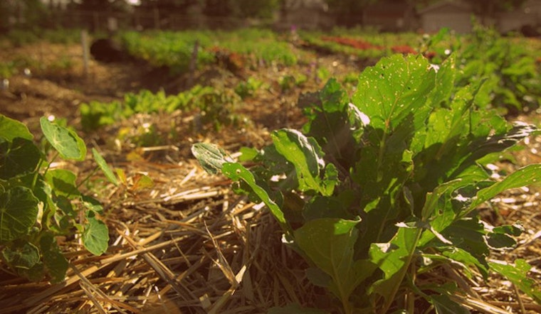 Community Garden in the Works