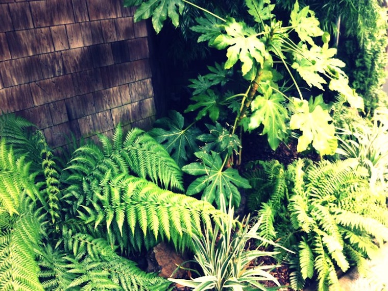 Gardens of the Haight Part 3: Backyard Paradise