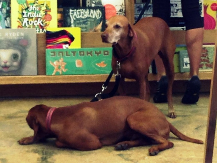 Dogs of the Upper Haight: Part 5 in a Series