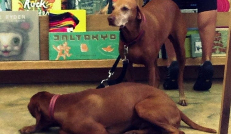 Dogs of the Upper Haight: Part 5 in a Series