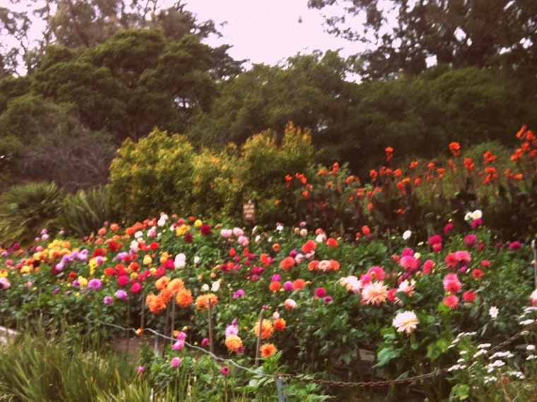 History Brief: Golden Gate Park