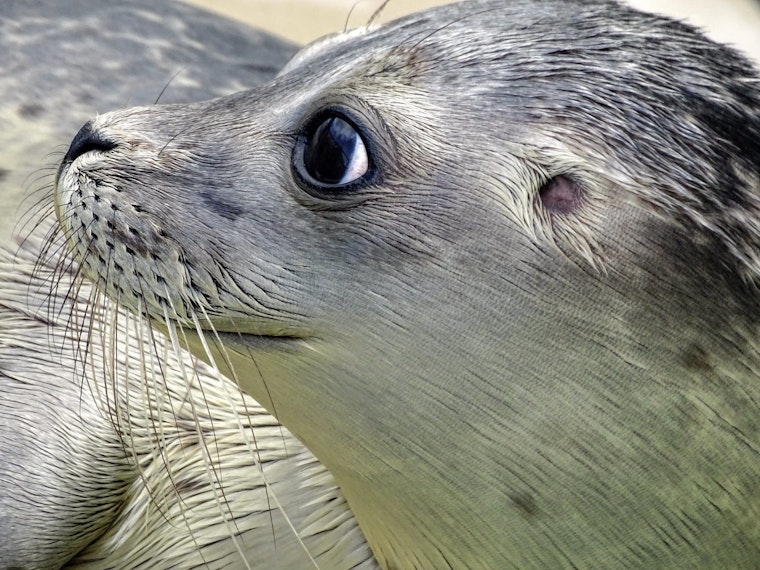 Top St. Louis news: 2 arrested for firing shots at officers; aquarium introduces otters; more