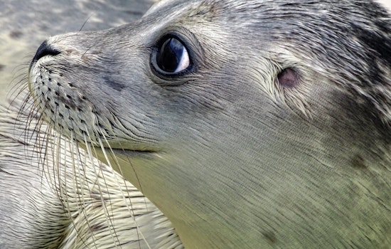 Top St. Louis news: 2 arrested for firing shots at officers; aquarium introduces otters; more