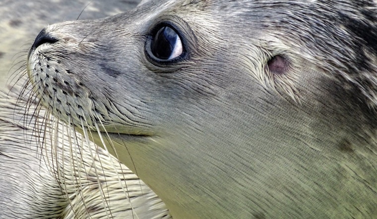 Top St. Louis news: 2 arrested for firing shots at officers; aquarium introduces otters; more