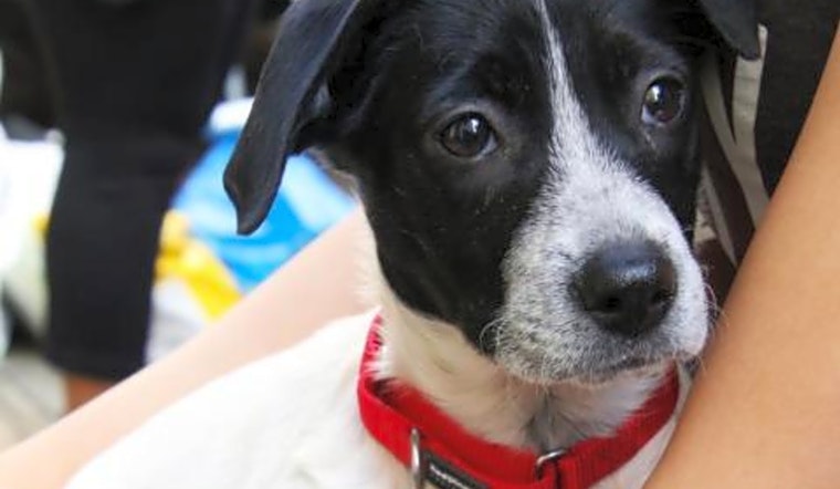 6 precious puppies to adopt now in New York City