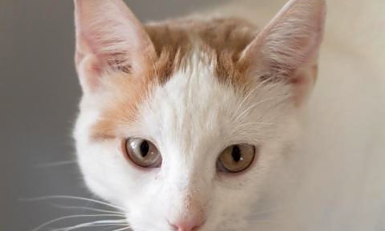 7 cool kitties to adopt now in Boston