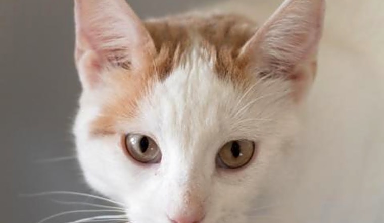 7 cool kitties to adopt now in Boston