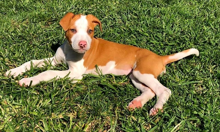 4 adorable pups to adopt now in Columbus