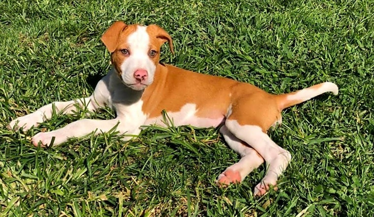 4 adorable pups to adopt now in Columbus
